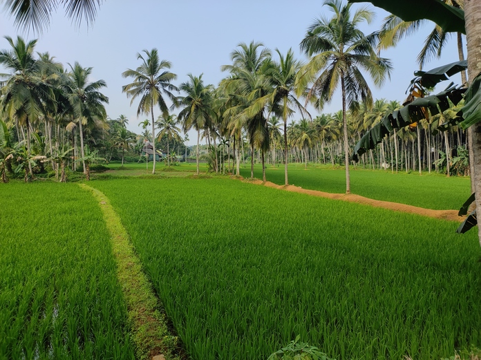 പ്രമാണം:18659-natural beauty.jpg