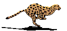 Cheetah3.gif