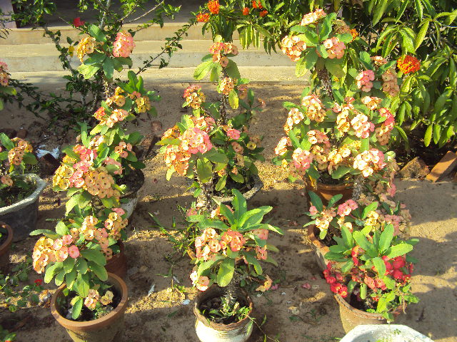 പ്രമാണം:Schoolgarden 35052 3.jpg