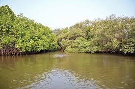 പ്രമാണം:13059 mangroves.jpeg