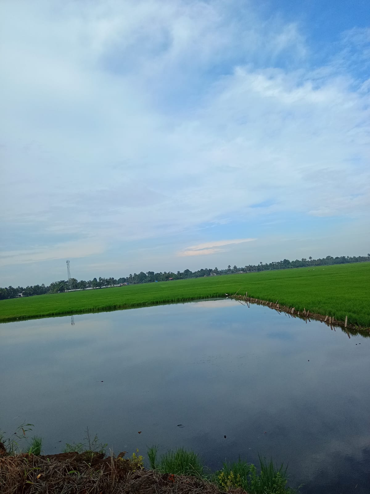 46420 paddy cultivation kavalam.jpg