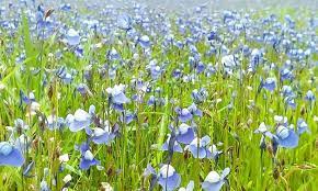 മാടായിപ്പാറയിൽ ഓണക്കാലമാവുമ്പോഴേക്കും കാക്കാപ്പൂക്കൾ വിരിഞ്ഞുനിൽക്കുന്നത് അതീവ സൗന്ദര്യമാണ്. നീലനിറത്തിൽ പാറയാകെ വ്യാപിച്ചു നിൽക്കുന്ന കാഴ്ചവിനോദ സഞ്ചാരികളെ ഇവിടേക്ക് ആകർഷിക്കുന്നു.