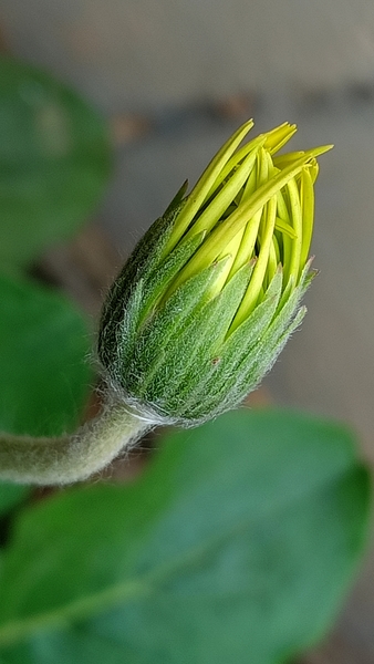 പ്രമാണം:IMG 20210509 130137.resized.jpg