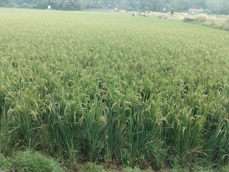 പ്രമാണം:24004 panjal nature.resized.jpg