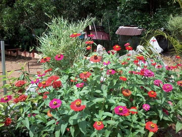 പ്രമാണം:42603 Garden .jpg