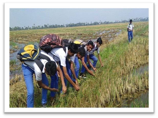 പ്രമാണം:Kuttanadu 16 35052 (3).jpg