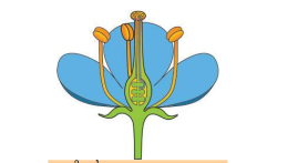 11260Flower.png