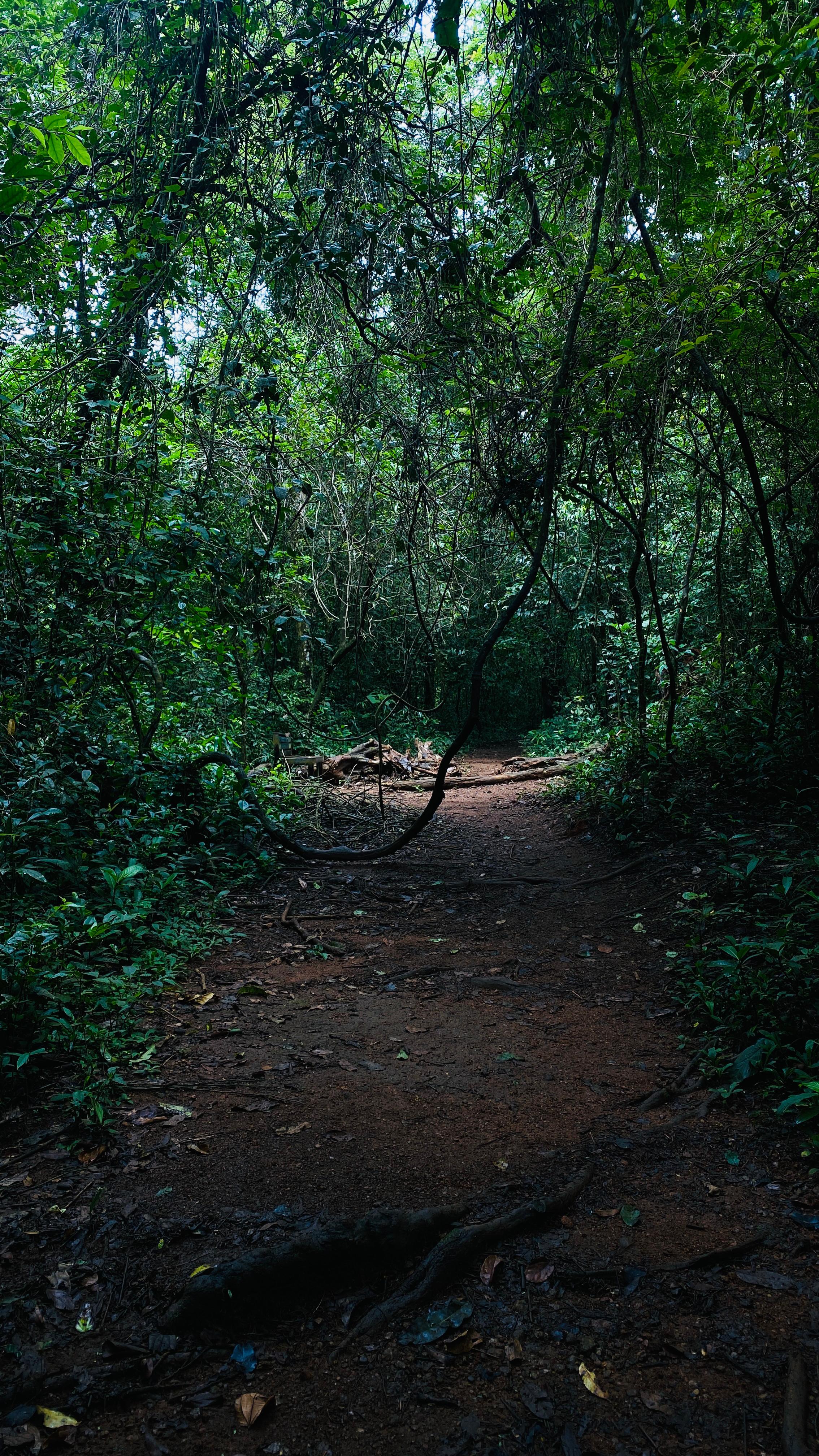 ജാനകിക്കാട്