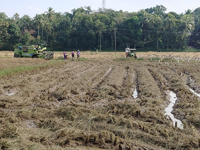 പ്രമാണം:24004 cultivation panjal.resized.jpg
