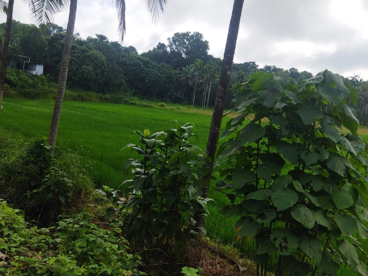 ചാത്തമറ്റം