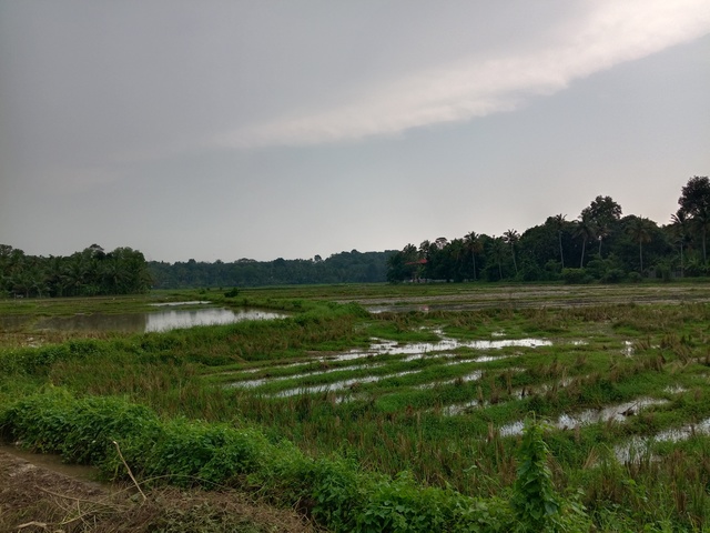 ഗ്രാമത്തിലെ വയൽക്കാഴ്ച‍