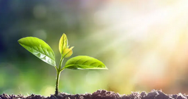 പ്രമാണം:99999 plant 2026.png