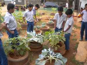 29359 ancilit 60 for wiki.JPG