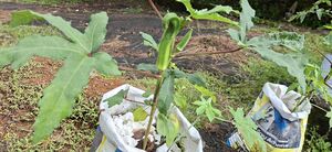 38077 Vegitable Garden 2025 10.jpg