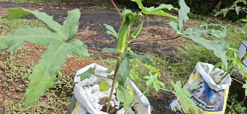 പ്രമാണം:38077 Vegitable Garden 2025 10.jpg