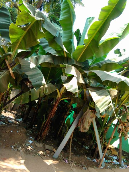 പ്രമാണം:44019 190.jpg