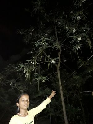 44055 my tree.resized.jpg