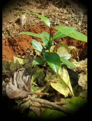 Screenshot from 2025-07-09 11-31-01.png