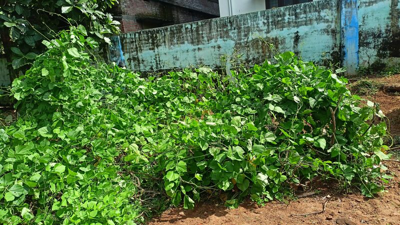 പ്രമാണം:21210 gmlps garden.jpg