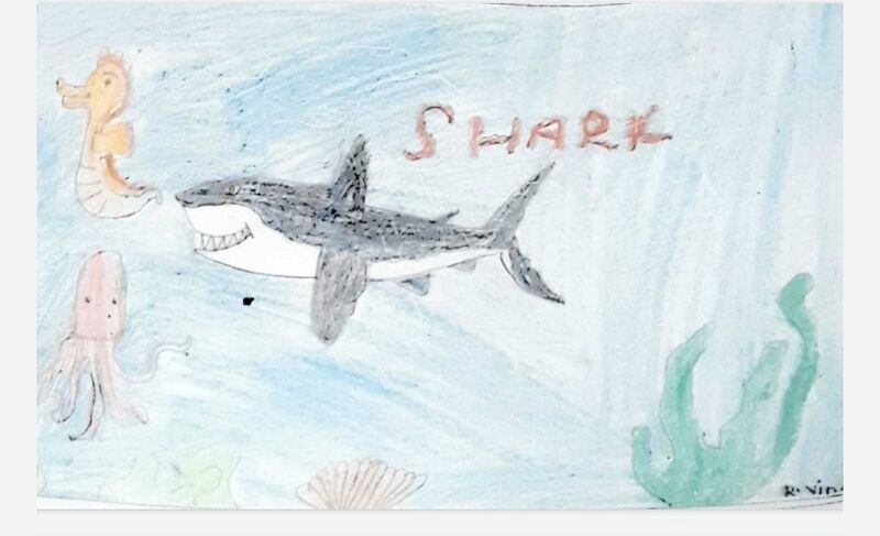 പ്രമാണം:25071 shark day11.jpg