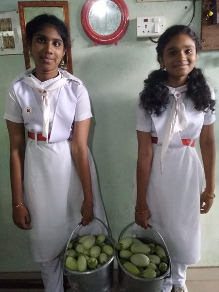 പ്രമാണം:പച്ചക്കറി .വിളവെടുപ്പ്.jpg