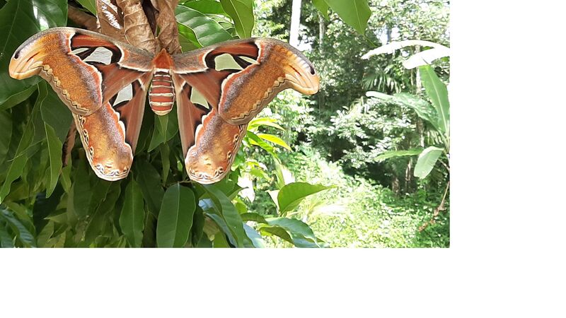 പ്രമാണം:15028 nature.jpg