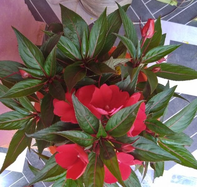 പ്രമാണം:38238 3.jpg