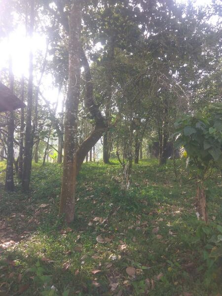 പ്രമാണം:15227-WYD-Miyavakki Vanam-1.jpeg