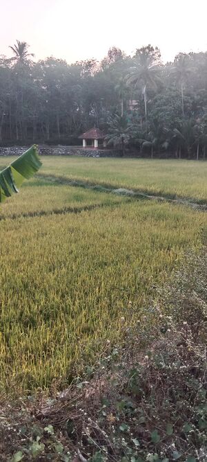 40353paddyfield.jpg