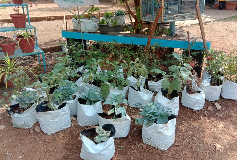 പ്രമാണം:22202 krishi4.jpeg