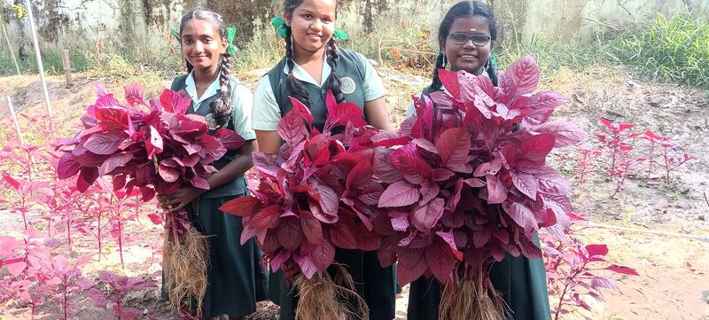 പ്രമാണം:34013krishi 25c.jpg