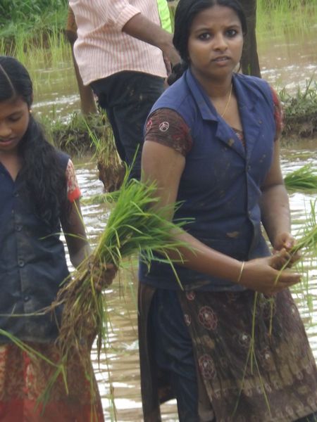 പ്രമാണം:12060 naatti 13.JPG