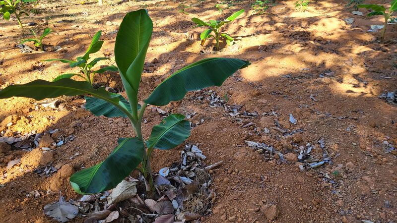 പ്രമാണം:29228 vaza5.jpg