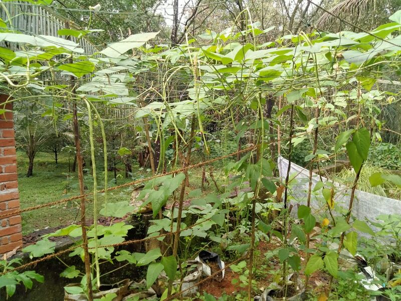 പ്രമാണം:31076 veg4.jpg