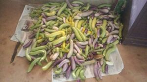 18011 glimpses of farming6.jpg