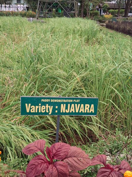 പ്രമാണം:27009 OKKAL.JPG