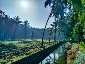 18586 pndlr..sc.jpeg