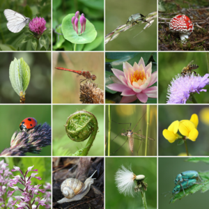 38047 Biodiversity.png