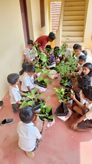 41427 school garden1.jpg