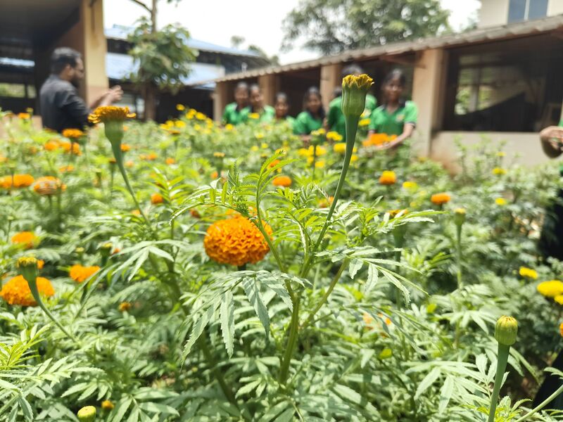 പ്രമാണം:42008 flower2501.jpg