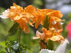 Crossandra infundibuliformis.jpg