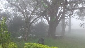 My School Nature.jpg