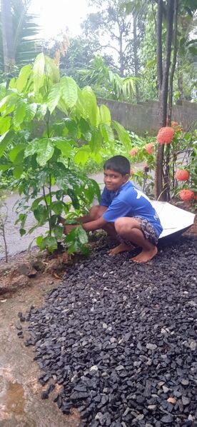 പ്രമാണം:Planting trees @home.jpg