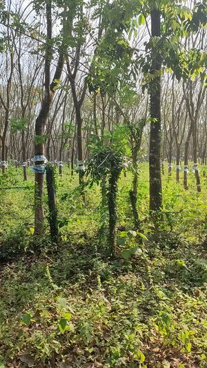 25454 RUBBER FARMING.jpg