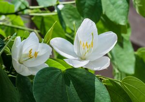 Bauhinia acuminata 31 08 2012 (1) (1).jpg
