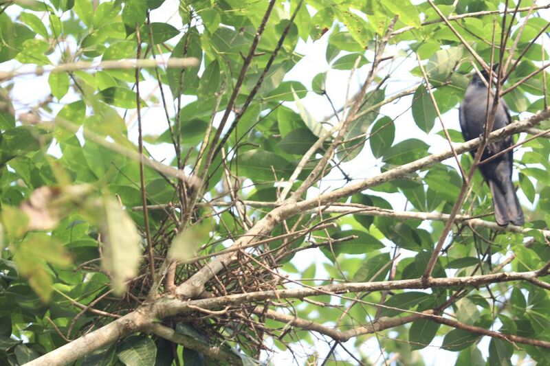 പ്രമാണം:Nest 4.jpg