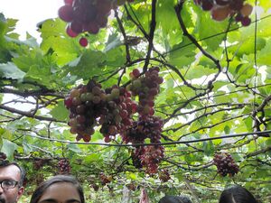 12060 KSD STUDY TOUR 3.jpg