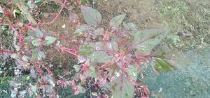 29312 environmentclub14.jpeg