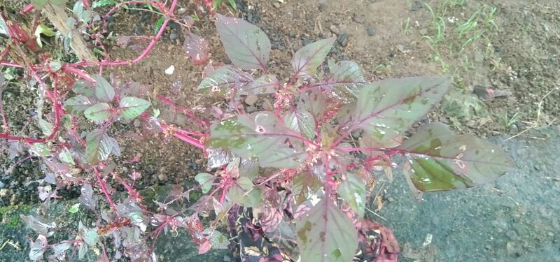 പ്രമാണം:29312 environmentclub14.jpeg