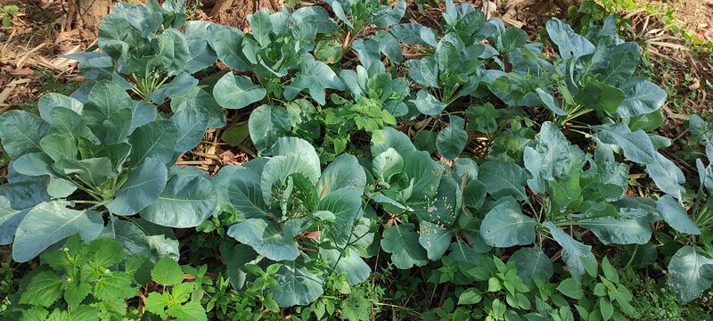 പ്രമാണം:41069 veg08.jpg